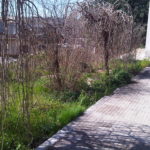 img03074-20130311-1222